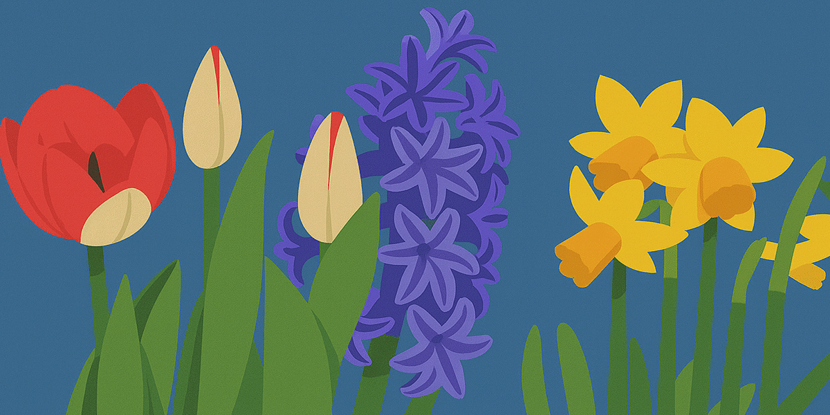 lale li si zuymbul li si